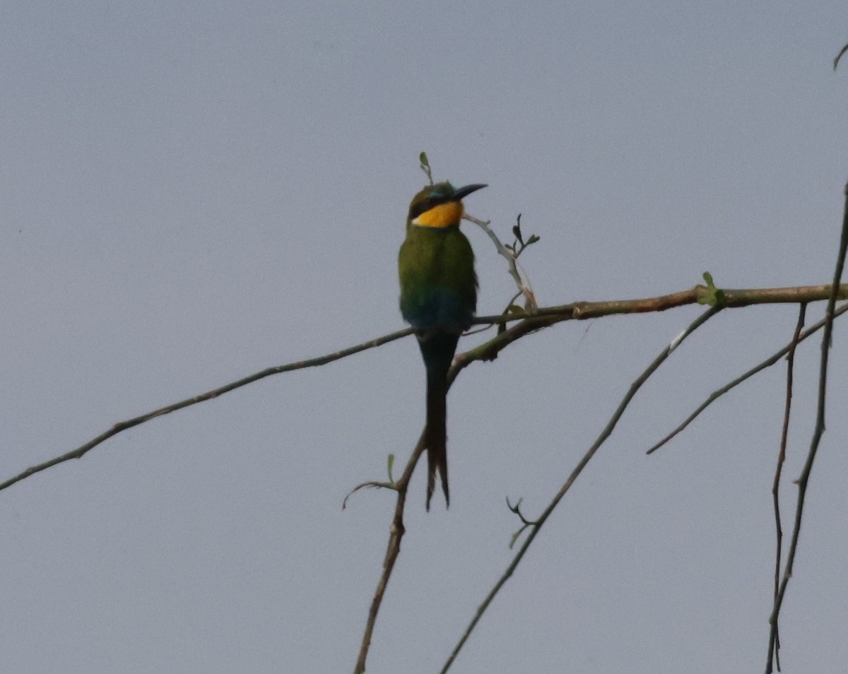 Swallow-tailed Bee-eater - ML620845181