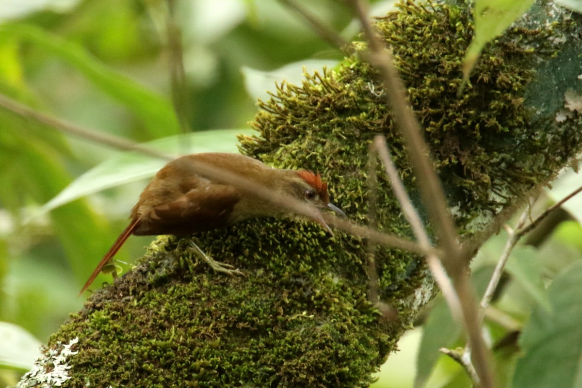 Ash-browed Spinetail - ML620845186