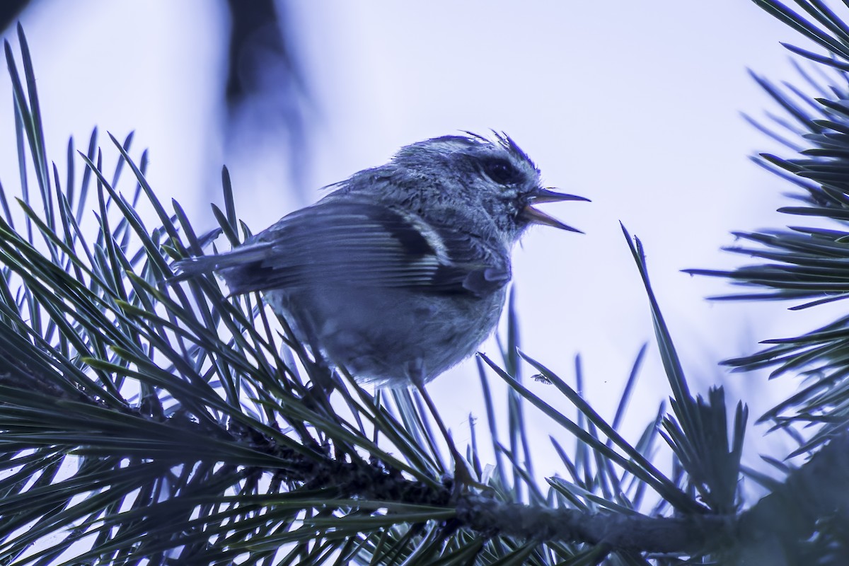 Golden-crowned Kinglet - ML620845198