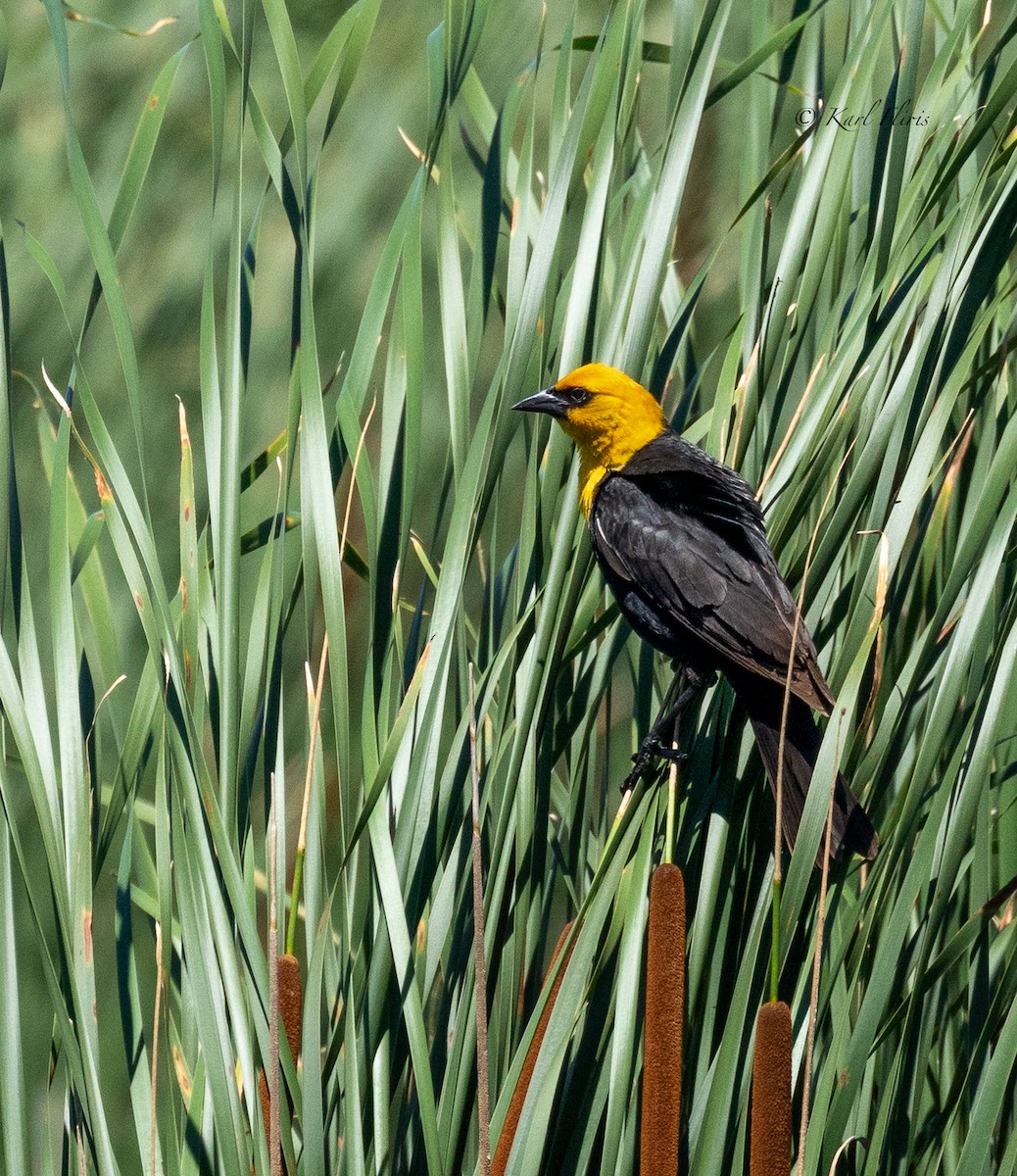 Yellow-headed Blackbird - ML620845209