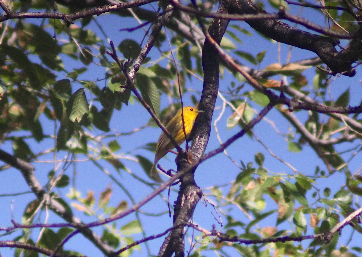 Yellow Warbler - ML620845218
