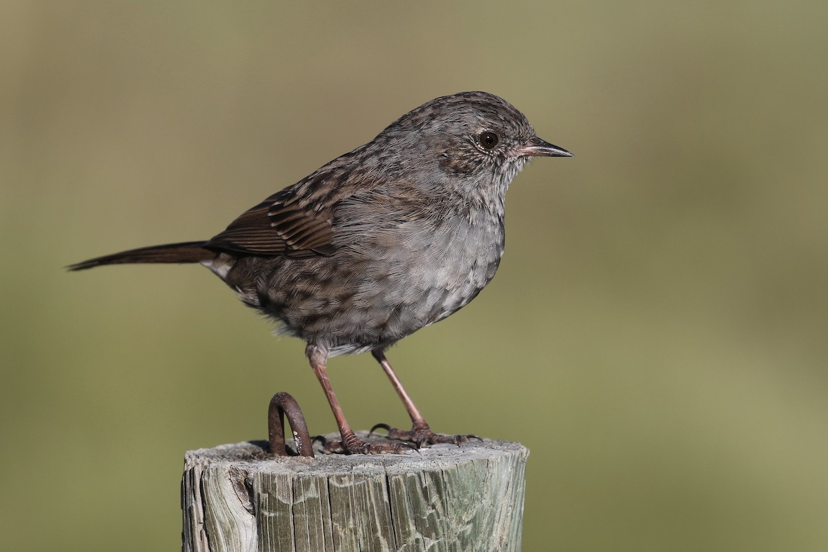 Dunnock - ML620845224