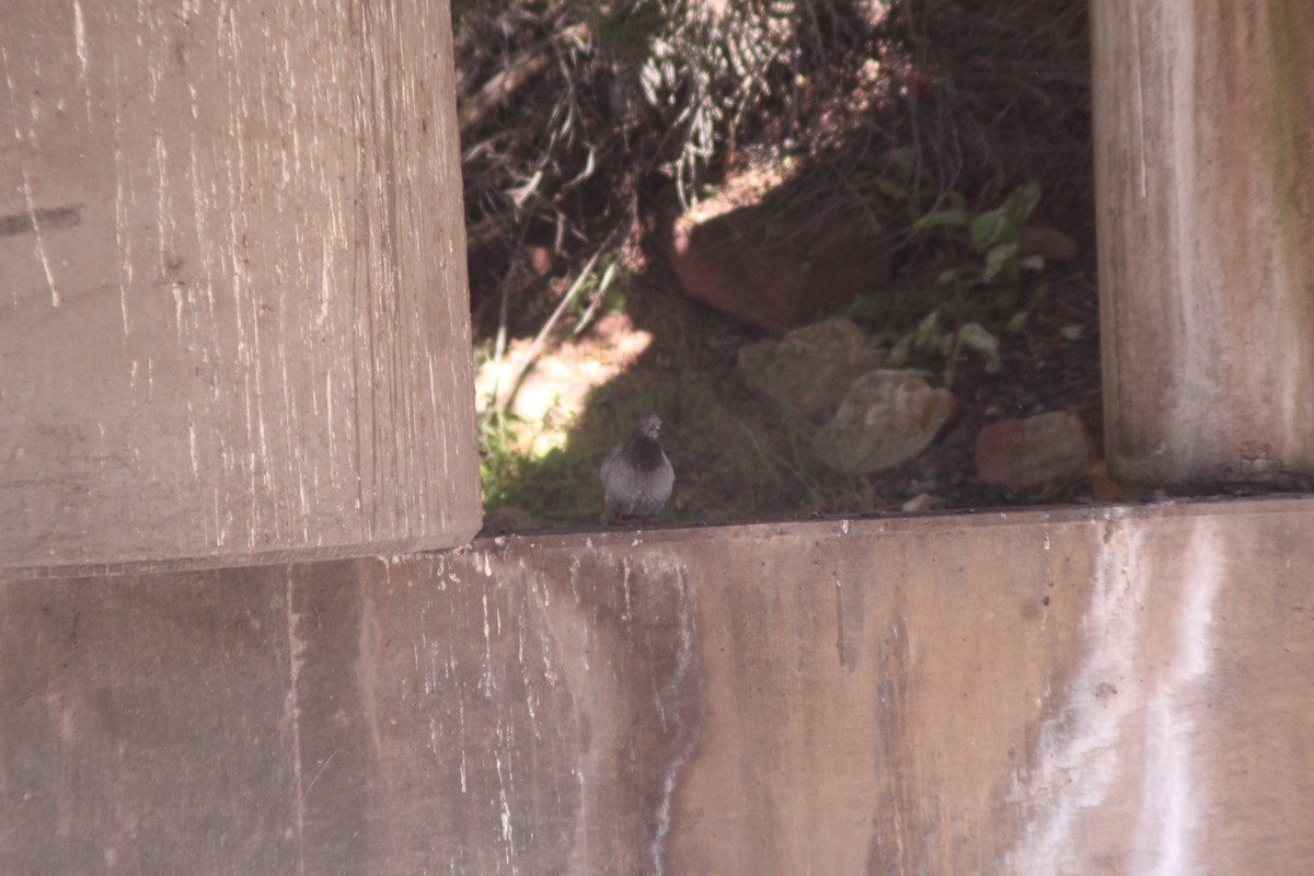 Rock Pigeon (Feral Pigeon) - ML620845228