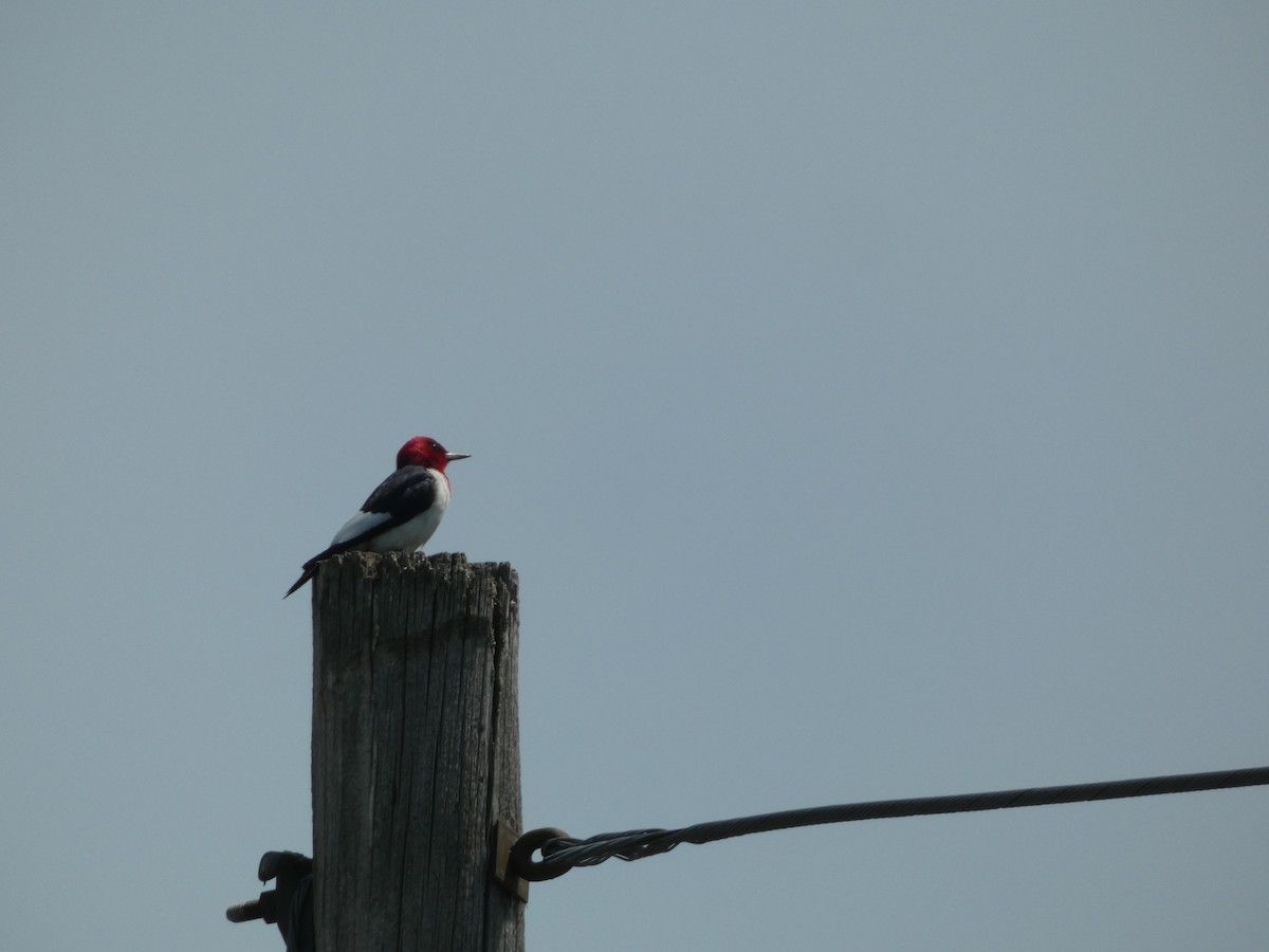 Red-headed Woodpecker - ML620845254