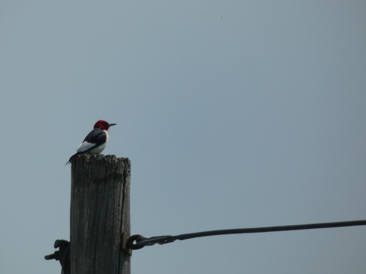 Red-headed Woodpecker - ML620845256