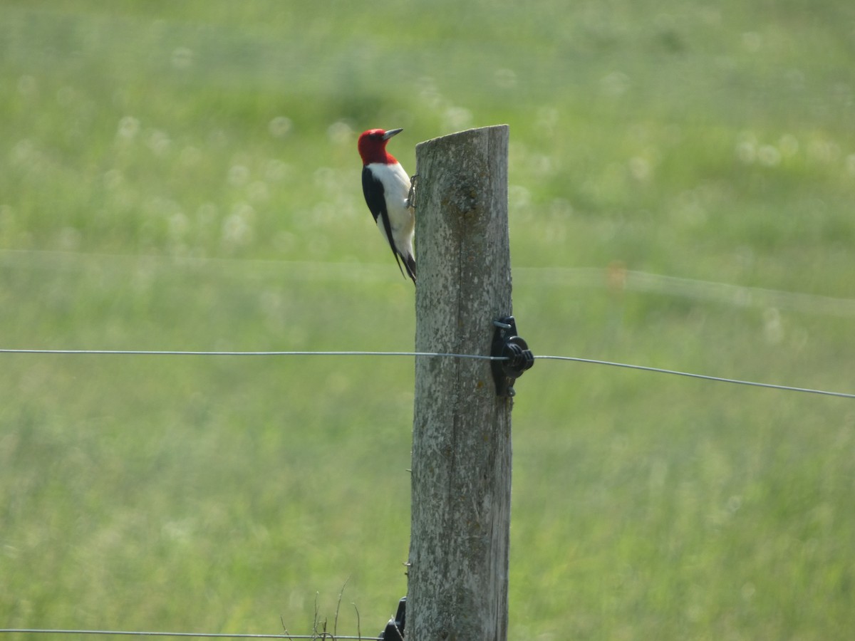 Red-headed Woodpecker - ML620845258