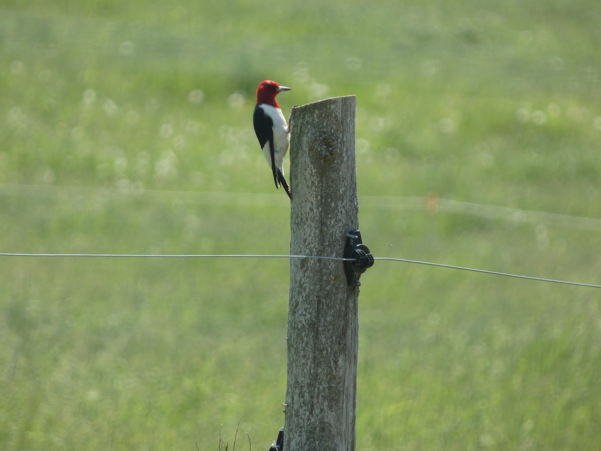 Red-headed Woodpecker - ML620845261