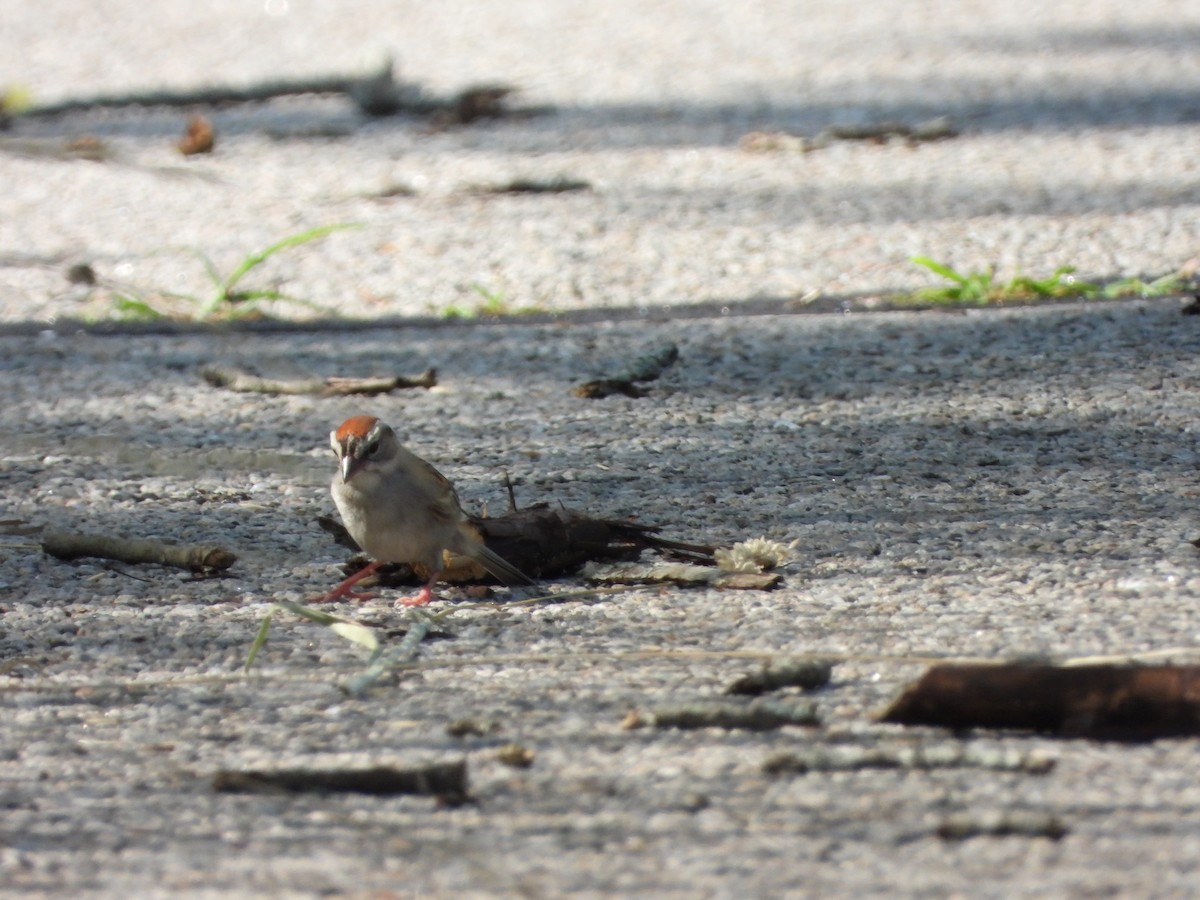 Chipping Sparrow - ML620845263