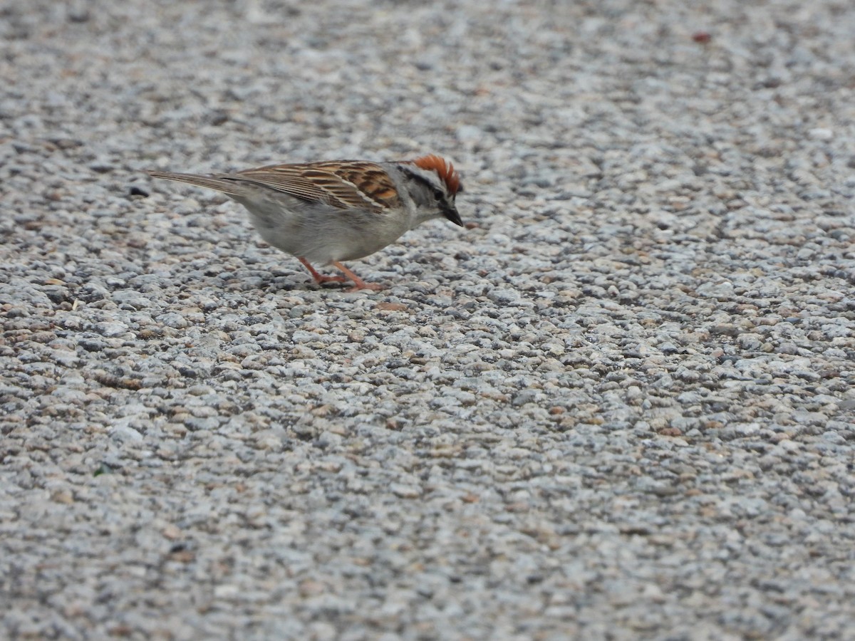 Chipping Sparrow - ML620845264