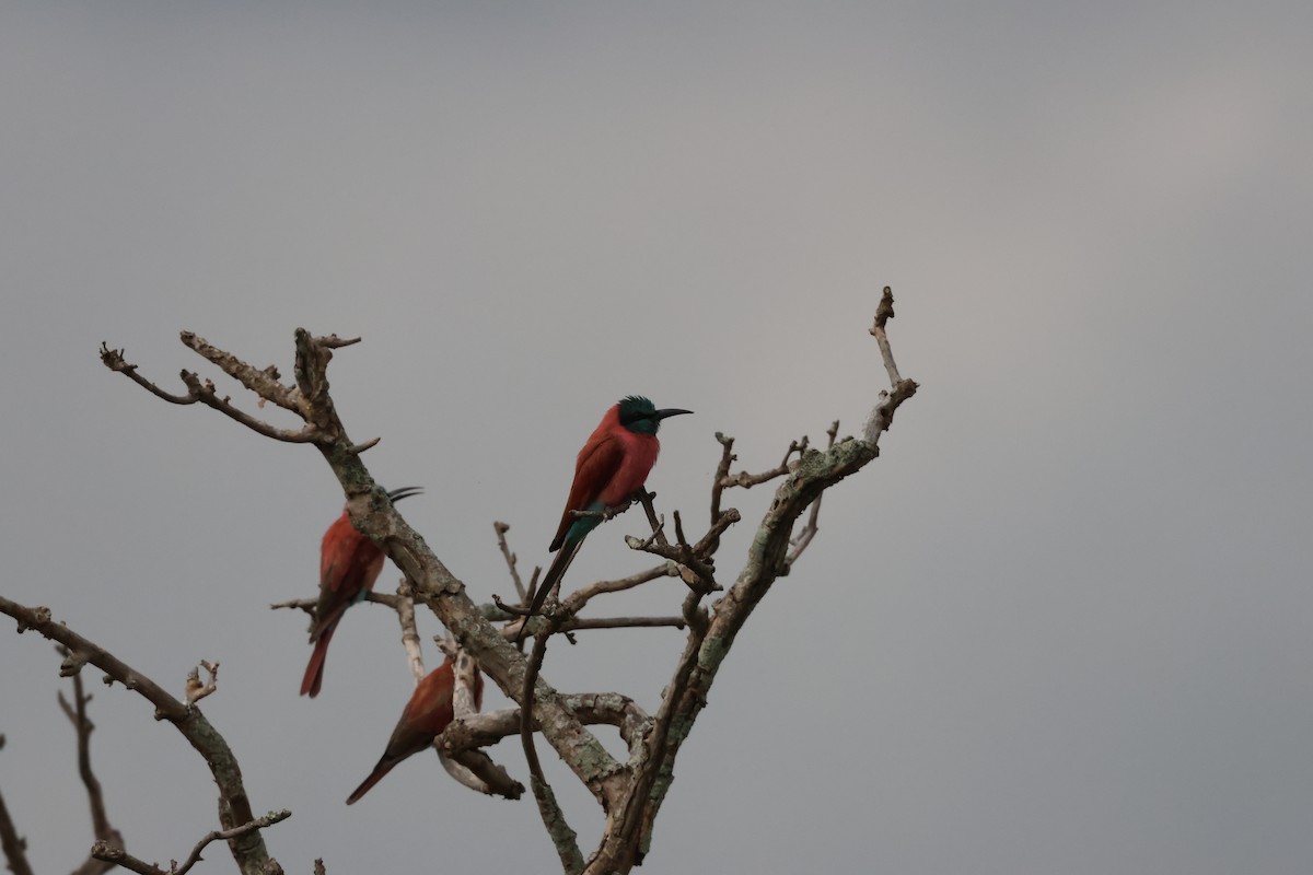 Northern Carmine Bee-eater - ML620845272