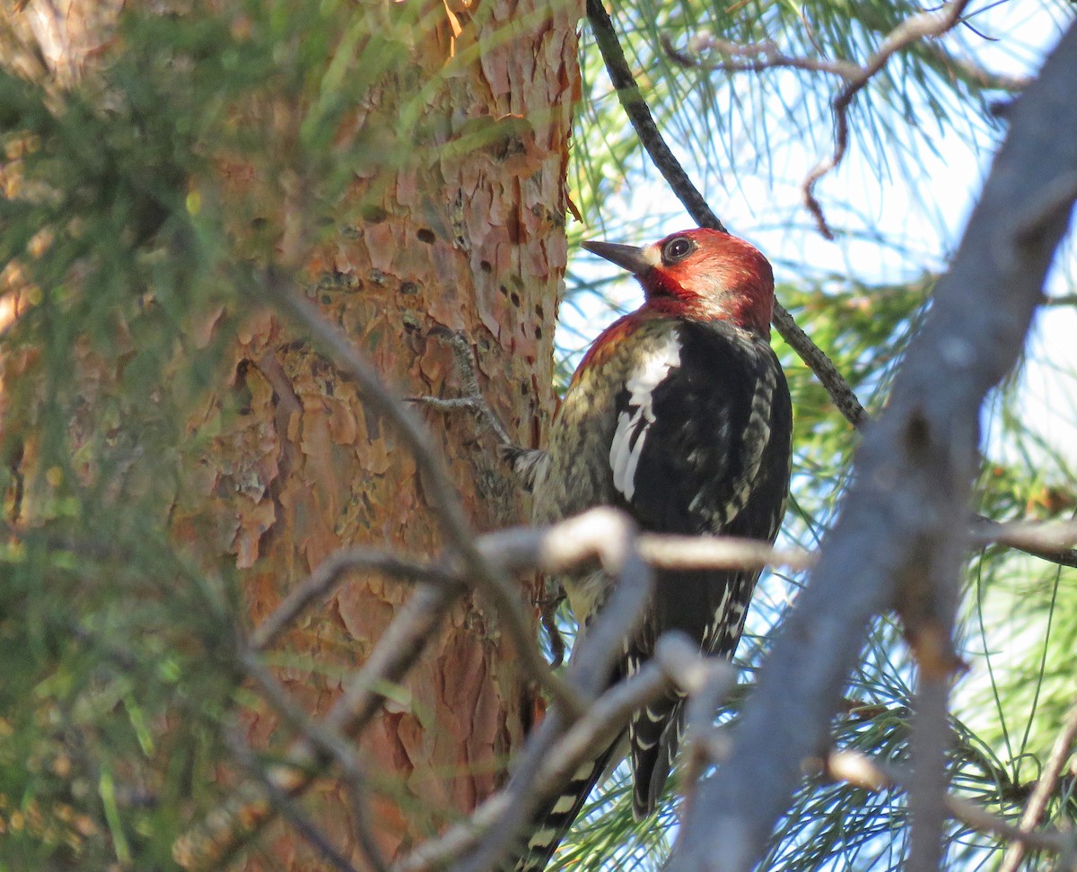 Red-breasted Sapsucker - ML620845282