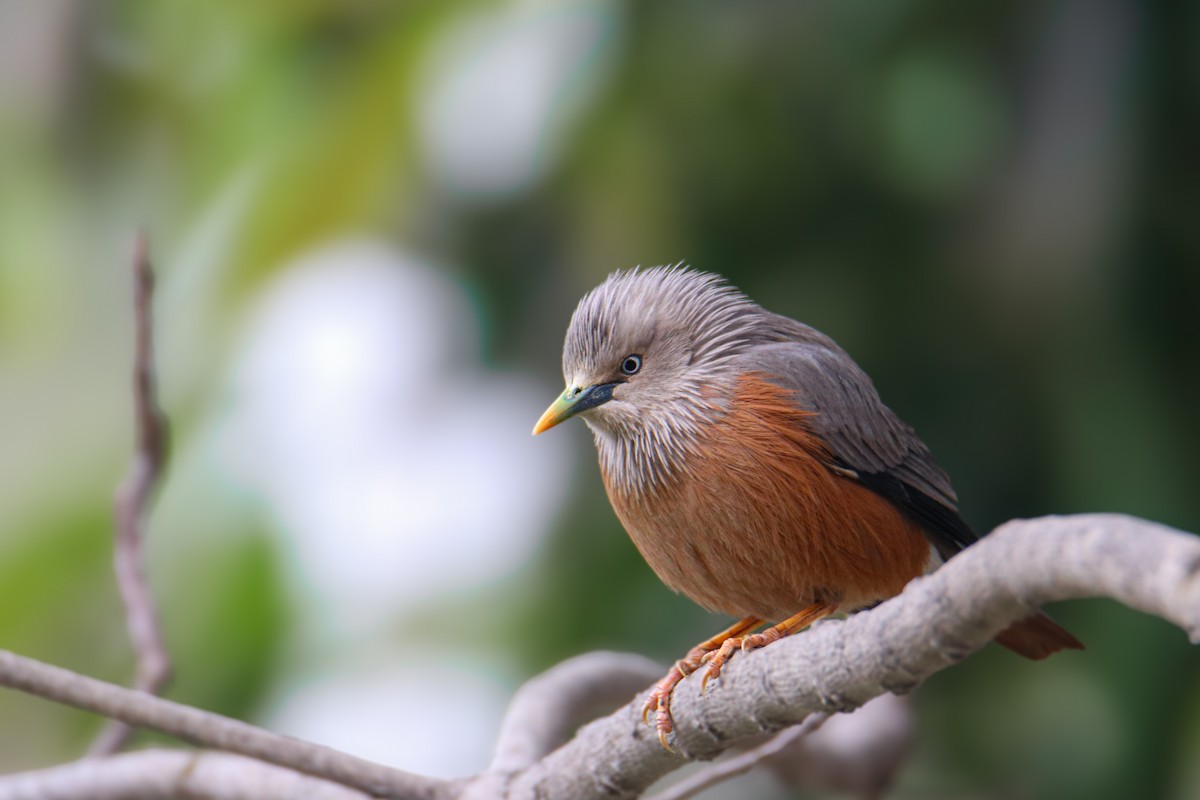 Chestnut-tailed Starling - ML620845286