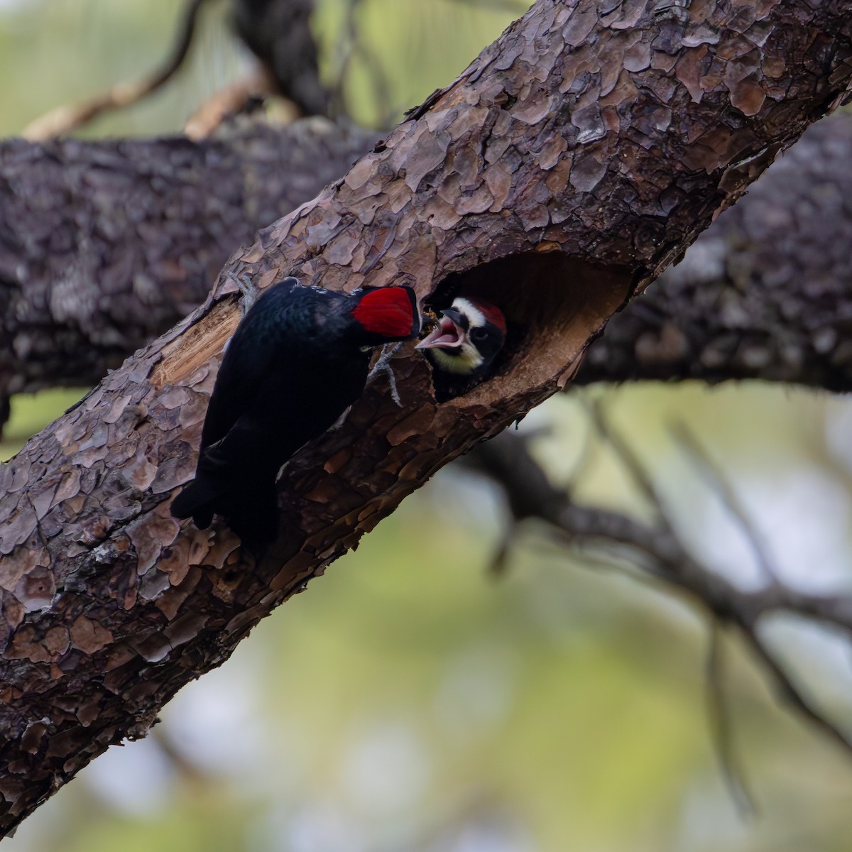 Acorn Woodpecker (Acorn) - ML620845287