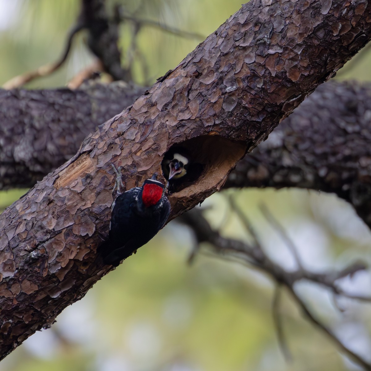 Acorn Woodpecker (Acorn) - ML620845289