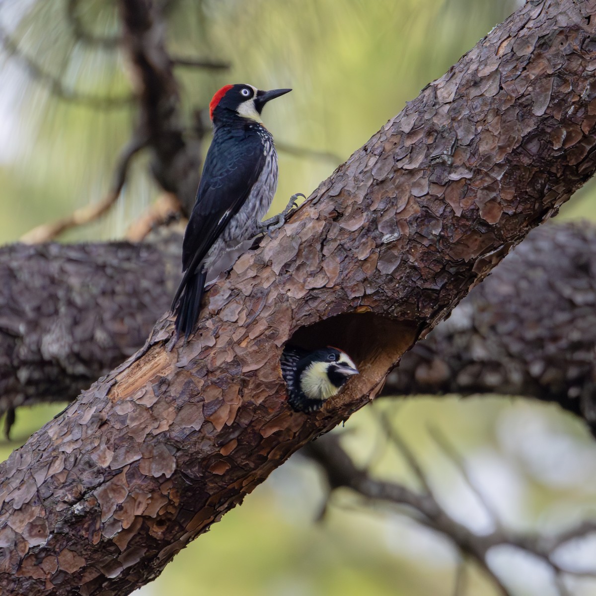 Acorn Woodpecker (Acorn) - Ligia y Carlos Marroquín Pimentel