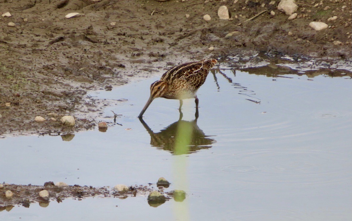 Wilson's Snipe - ML620845295