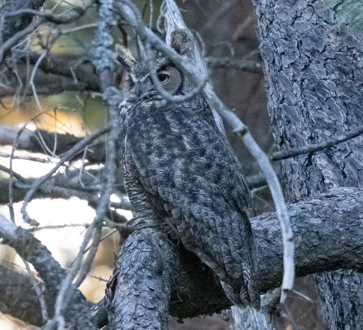 Great Horned Owl - ML620845347