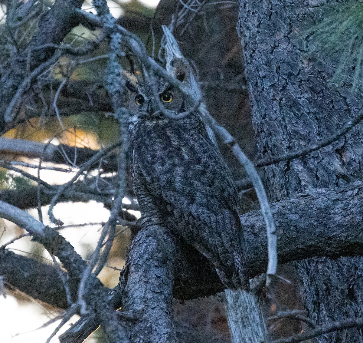 Great Horned Owl - ML620845348