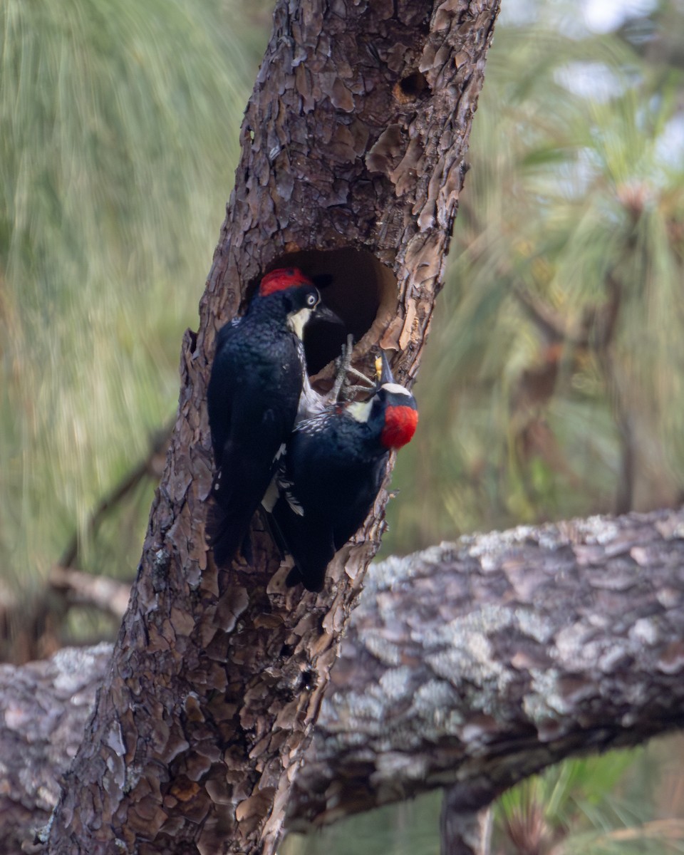 Acorn Woodpecker (Acorn) - ML620845354