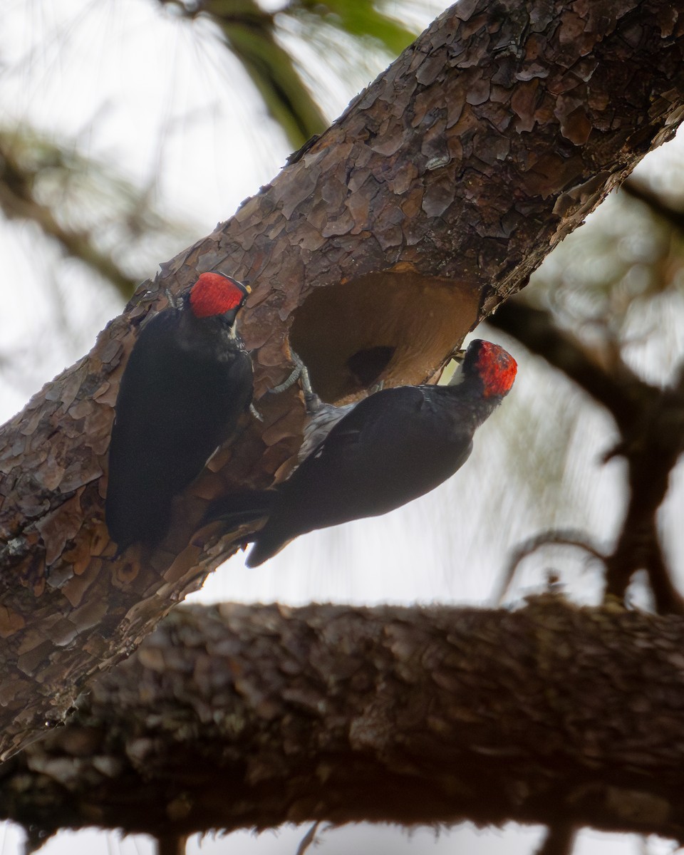 Acorn Woodpecker (Acorn) - ML620845355