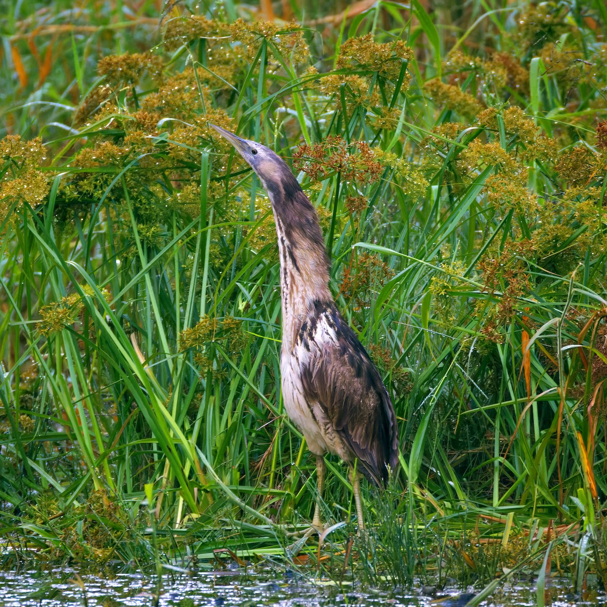 Australasian Bittern - Alexander Babych