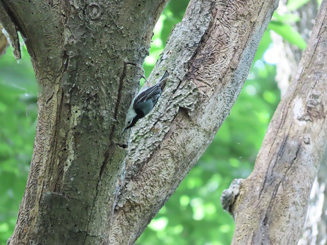 White-breasted Nuthatch (Eastern) - ML620845373