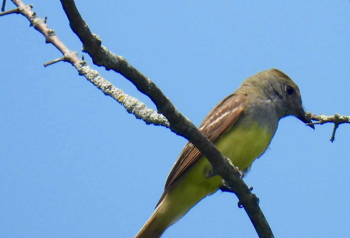 Great Crested Flycatcher - ML620845376
