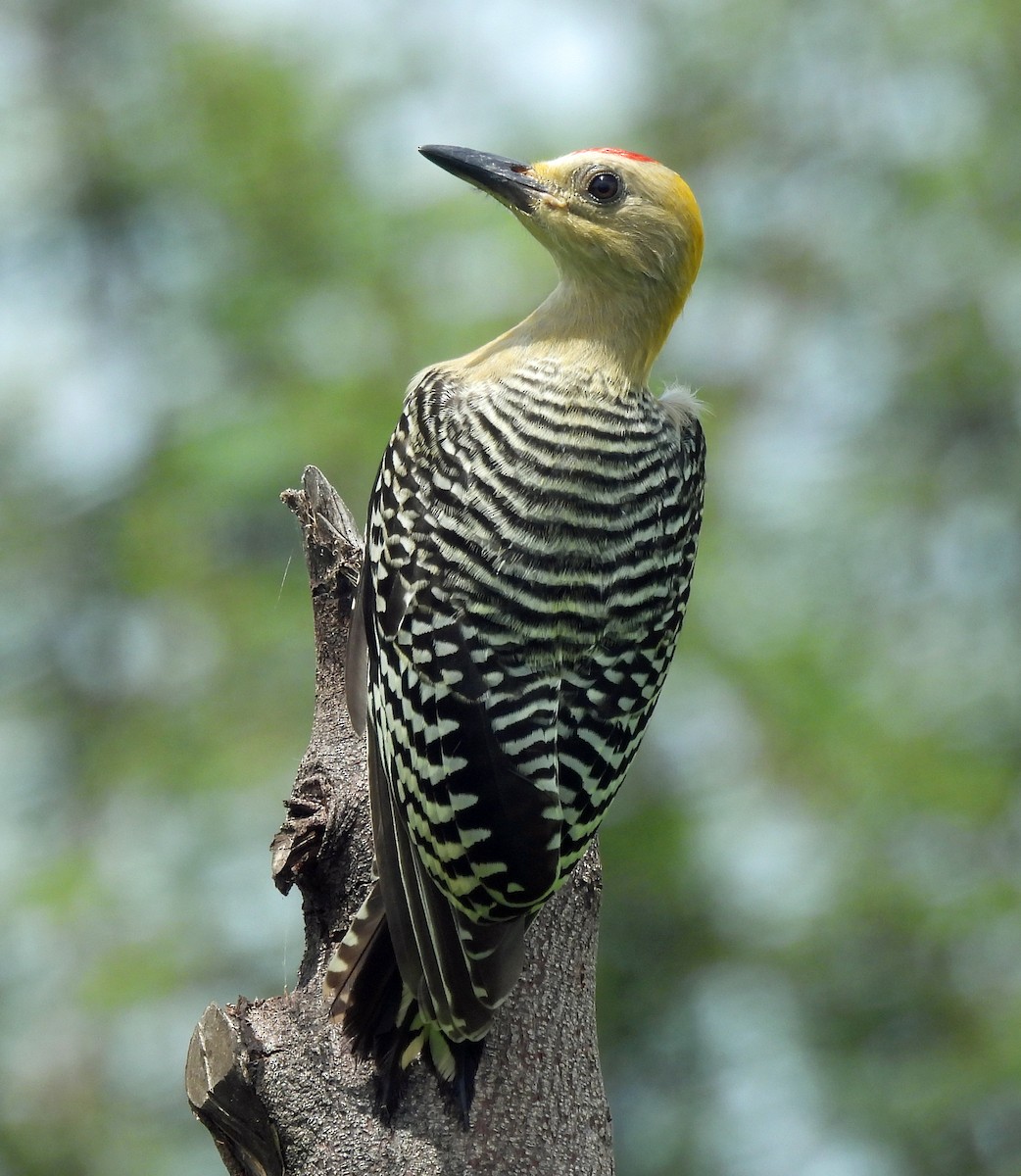 Hoffmann's Woodpecker - ML620845381