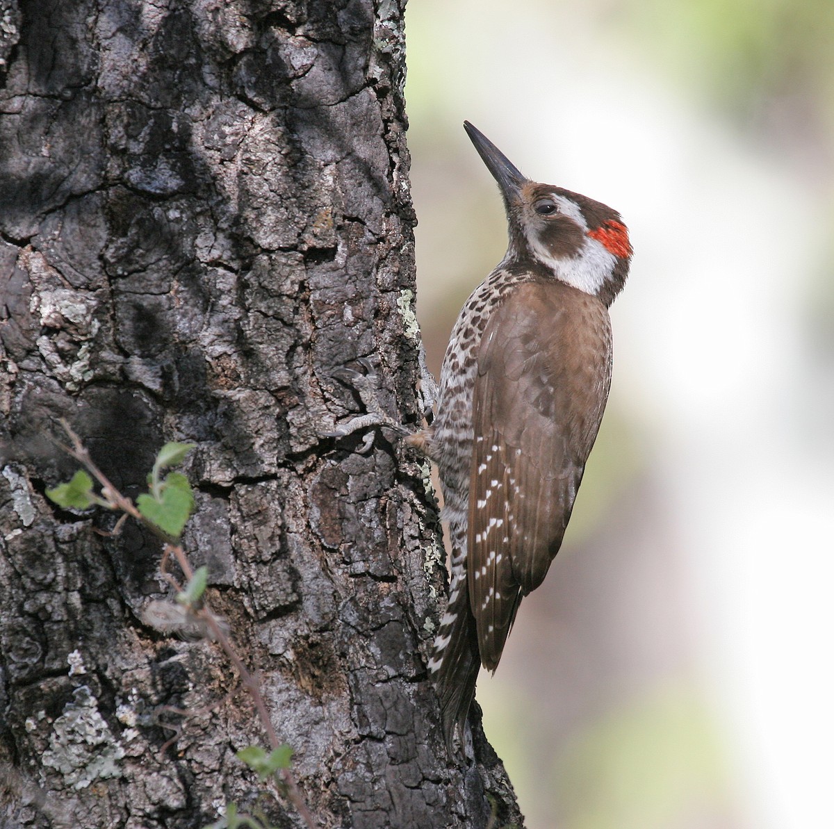Arizona Woodpecker - ML620845391