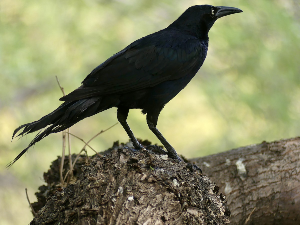 Great-tailed Grackle - ML620845393