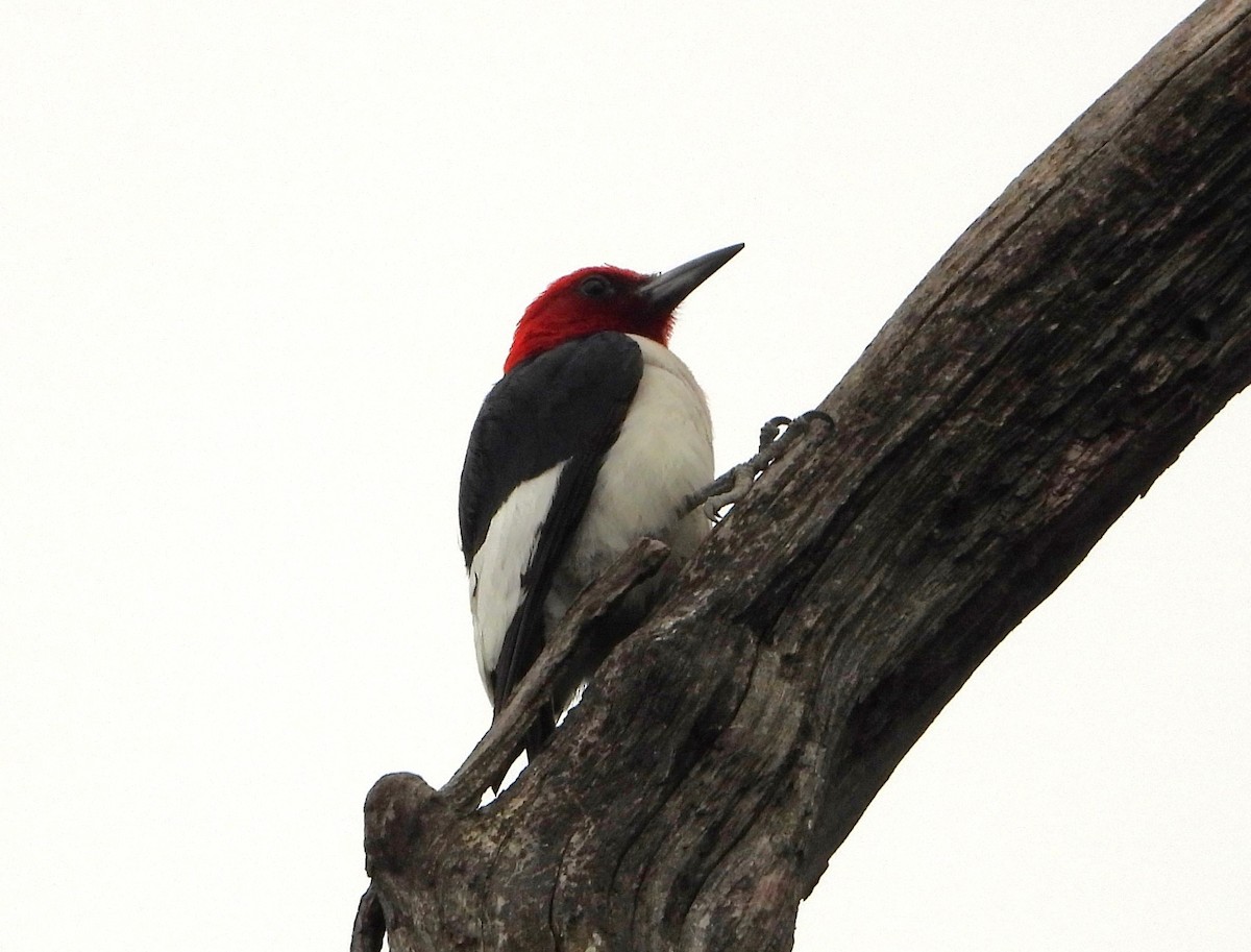 Red-headed Woodpecker - ML620845397