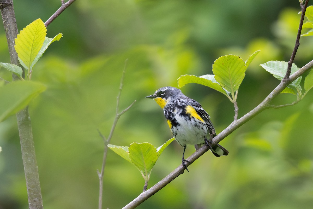 Yellow-rumped Warbler (Myrtle x Audubon's) - ML620845411