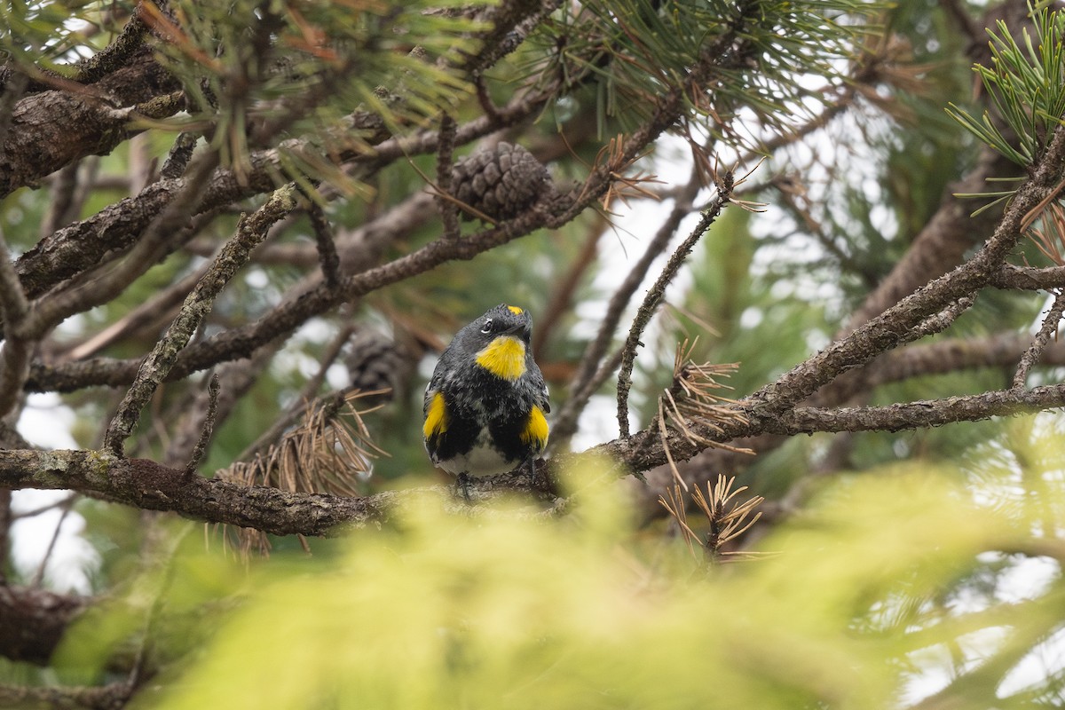 Yellow-rumped Warbler (Myrtle x Audubon's) - ML620845412