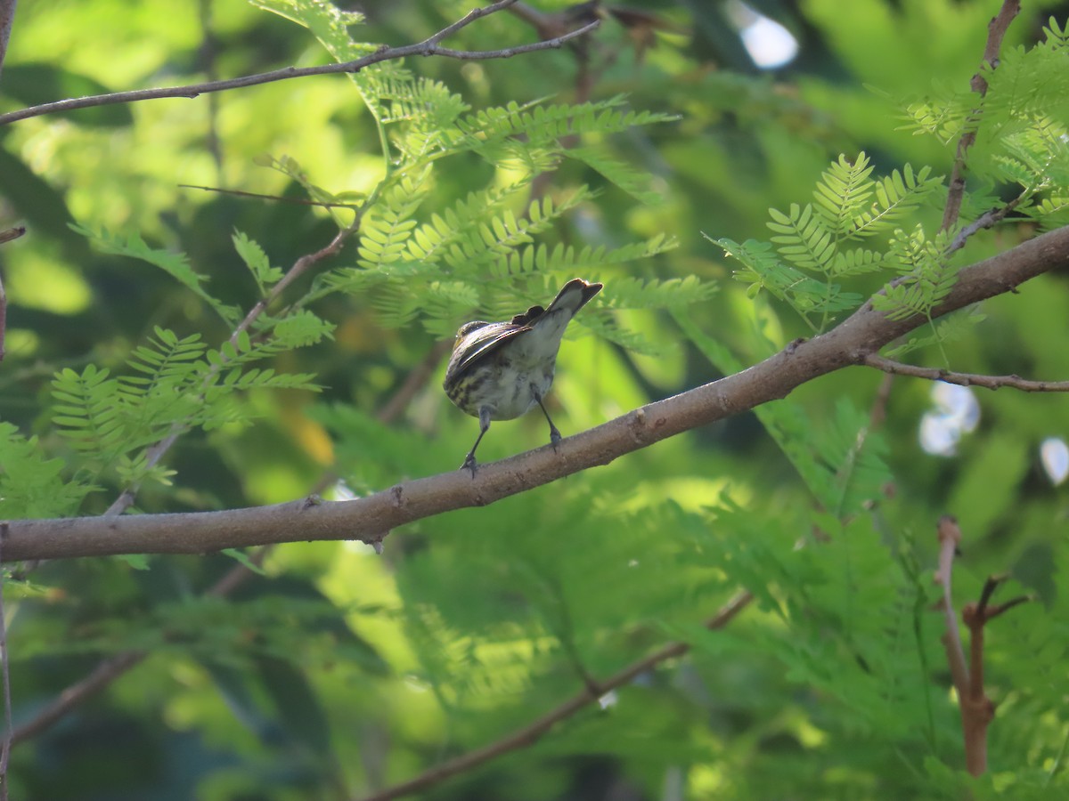 Cape May Warbler - ML620845451