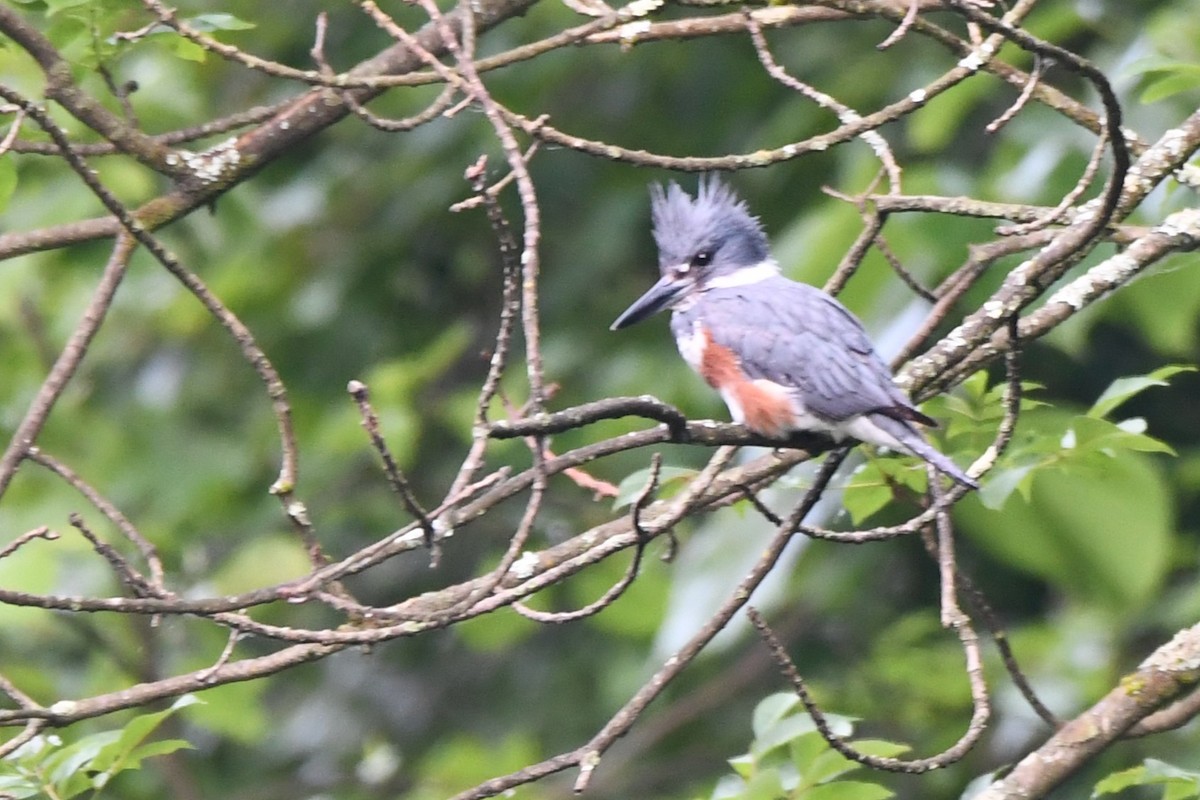 Belted Kingfisher - ML620845462