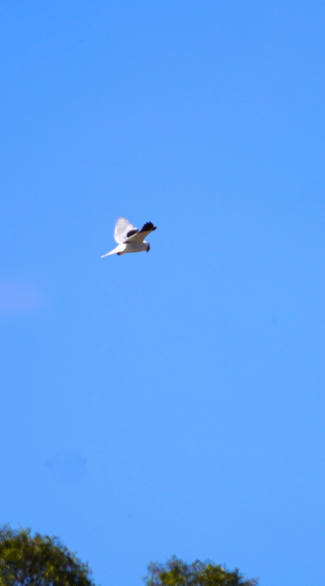 Black-shouldered Kite - ML620845467