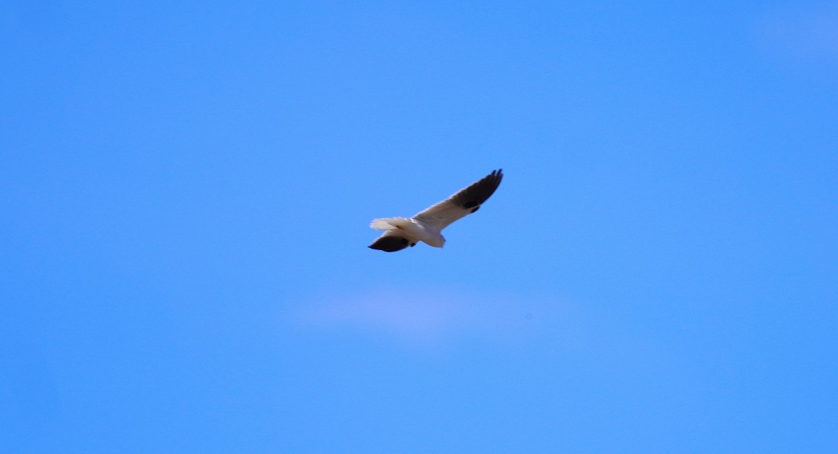 Black-shouldered Kite - May Britton