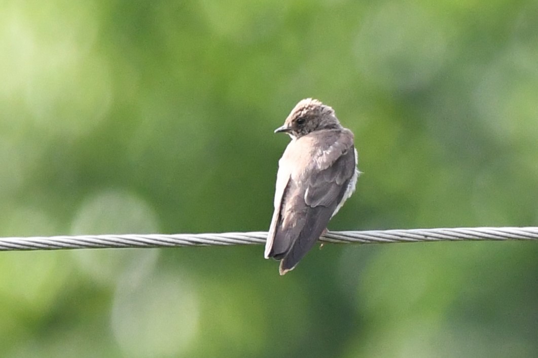 Northern Rough-winged Swallow - ML620845485