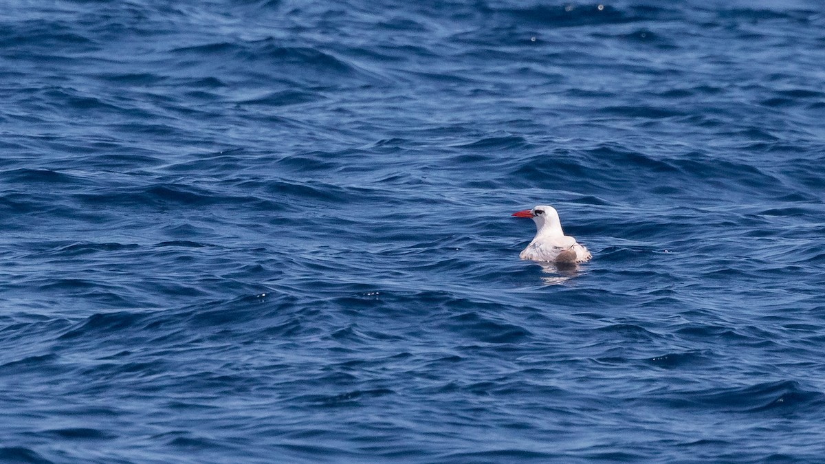 Red-tailed Tropicbird - ML620845486