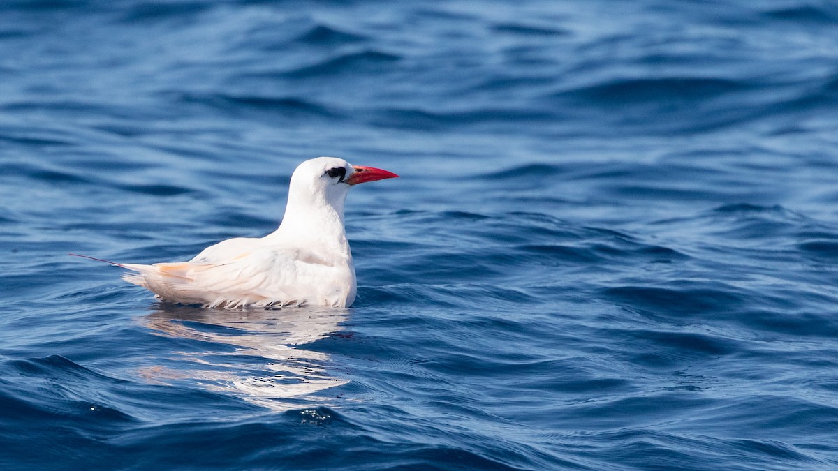 Red-tailed Tropicbird - ML620845487