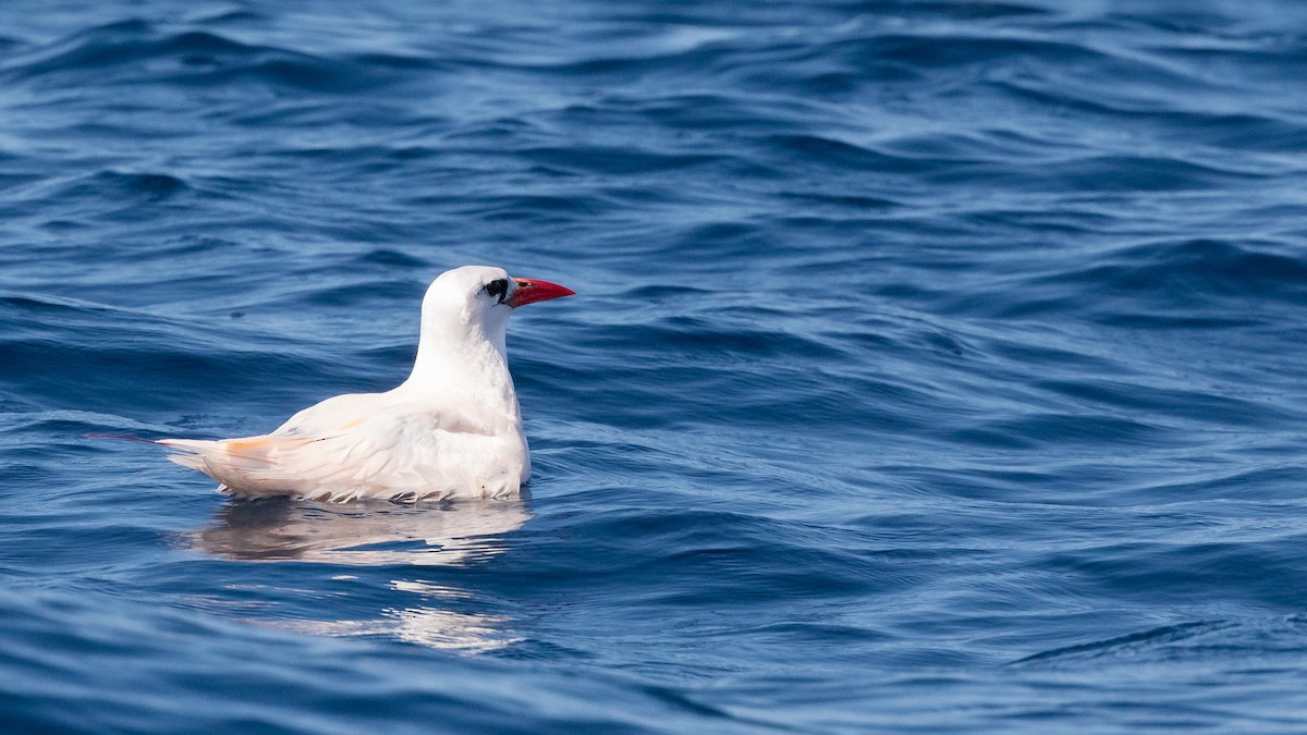 Red-tailed Tropicbird - ML620845488