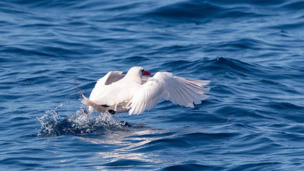 Red-tailed Tropicbird - ML620845489