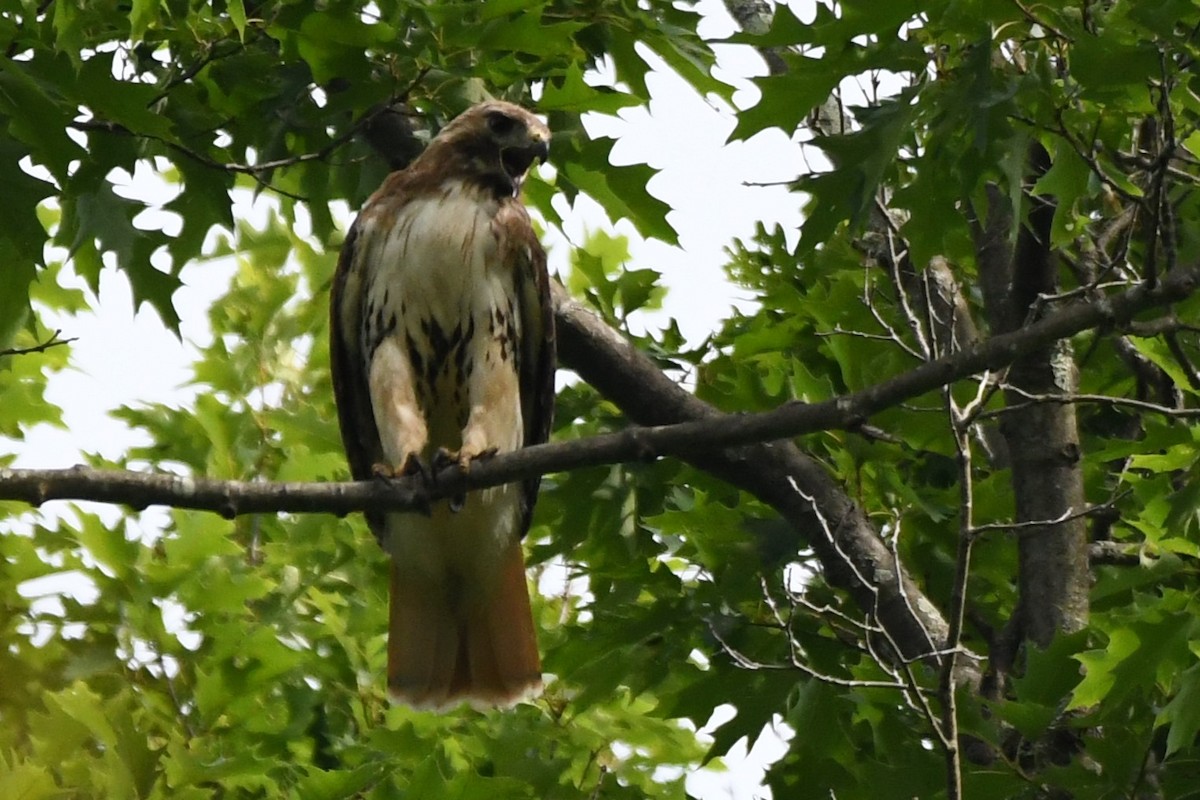 Red-tailed Hawk - ML620845511