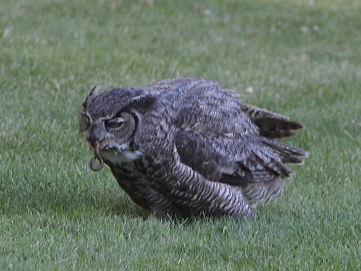 Great Horned Owl - ML620845559