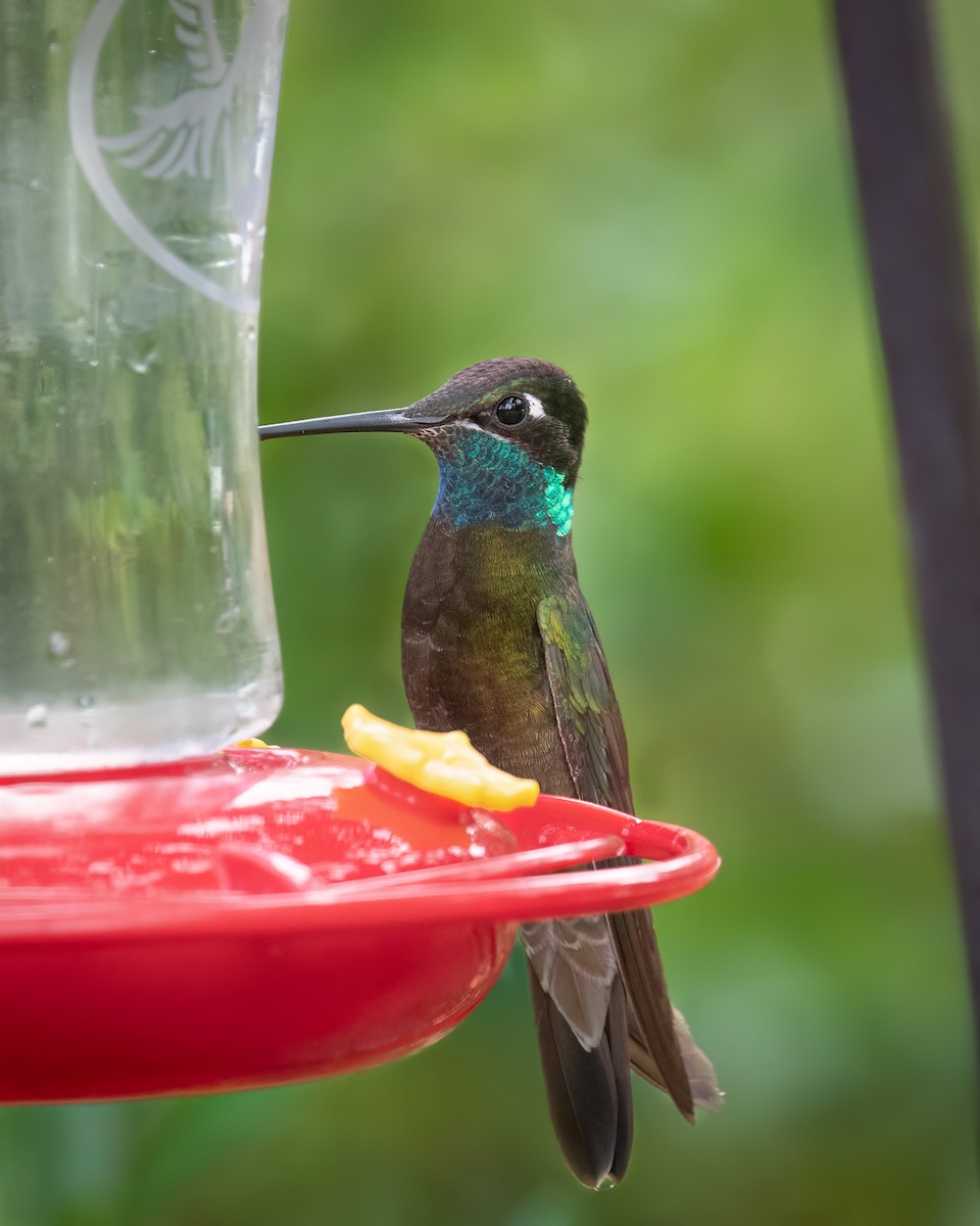 kolibřík skvostný - ML620845590