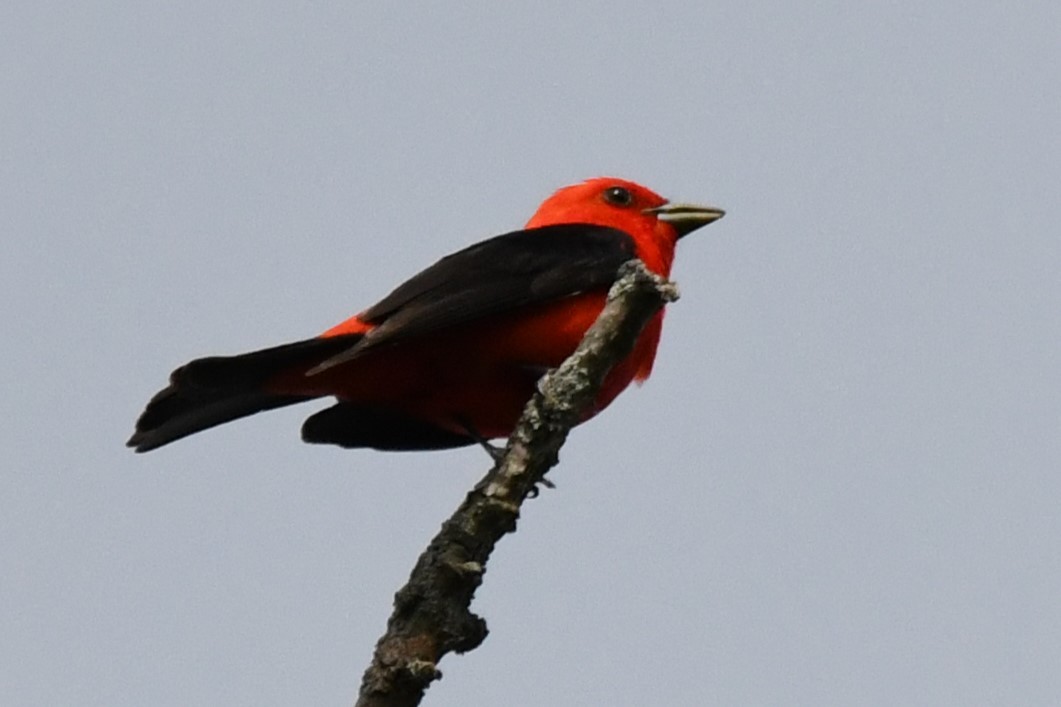 Scarlet Tanager - ML620845605