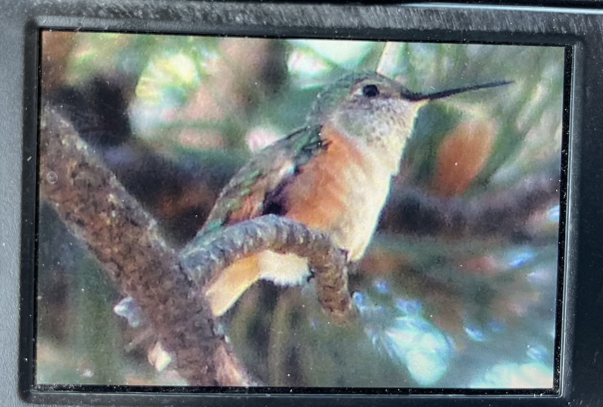 Broad-tailed Hummingbird - ML620845624