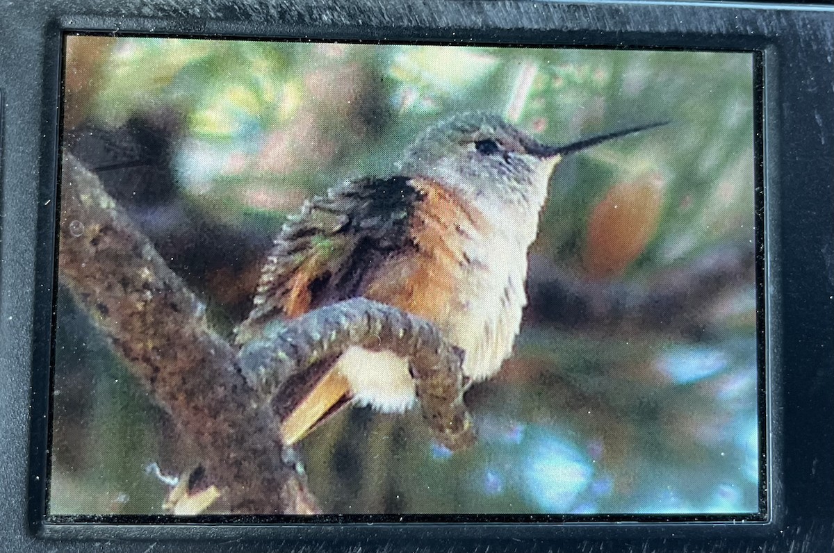 Broad-tailed Hummingbird - ML620845625
