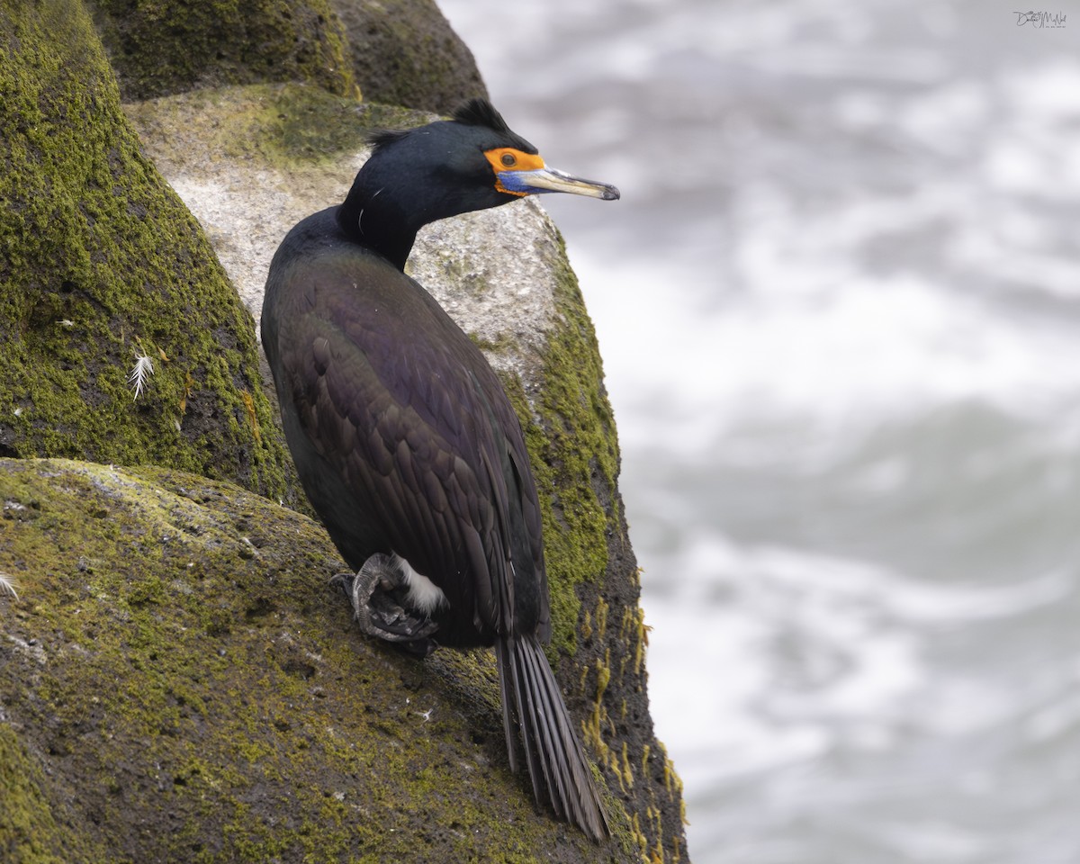 Red-faced Cormorant - ML620845635