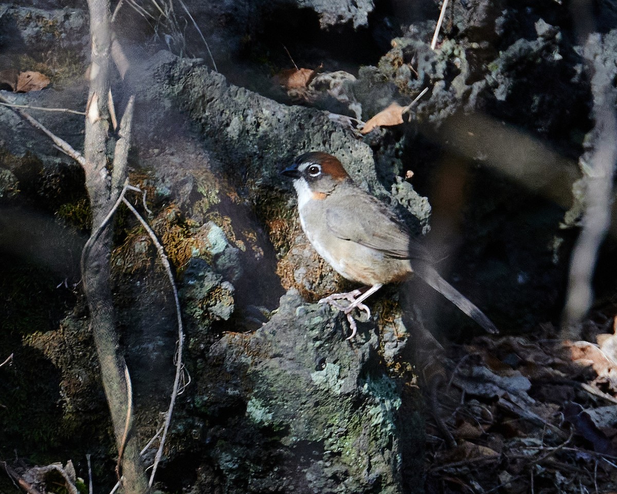 Rusty-crowned Ground-Sparrow - ML620845649